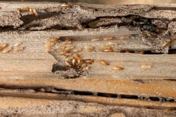 Best Pest Control for Homes  in Minooka, IL