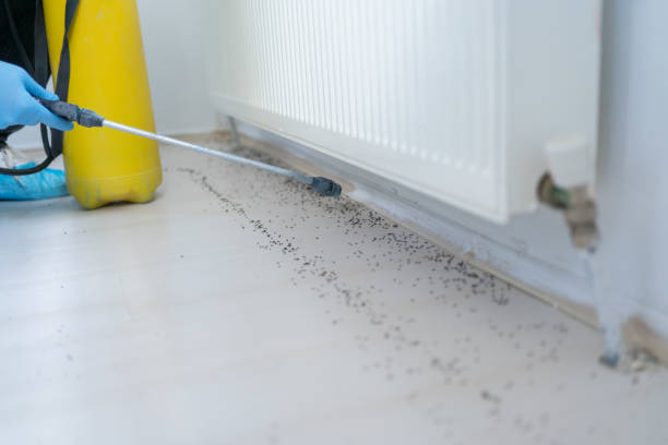 Best Local Pest Control Services  in Minooka, IL